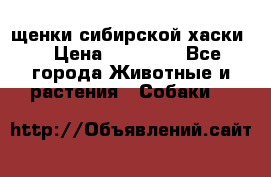 щенки сибирской хаски  › Цена ­ 10 000 - Все города Животные и растения » Собаки   